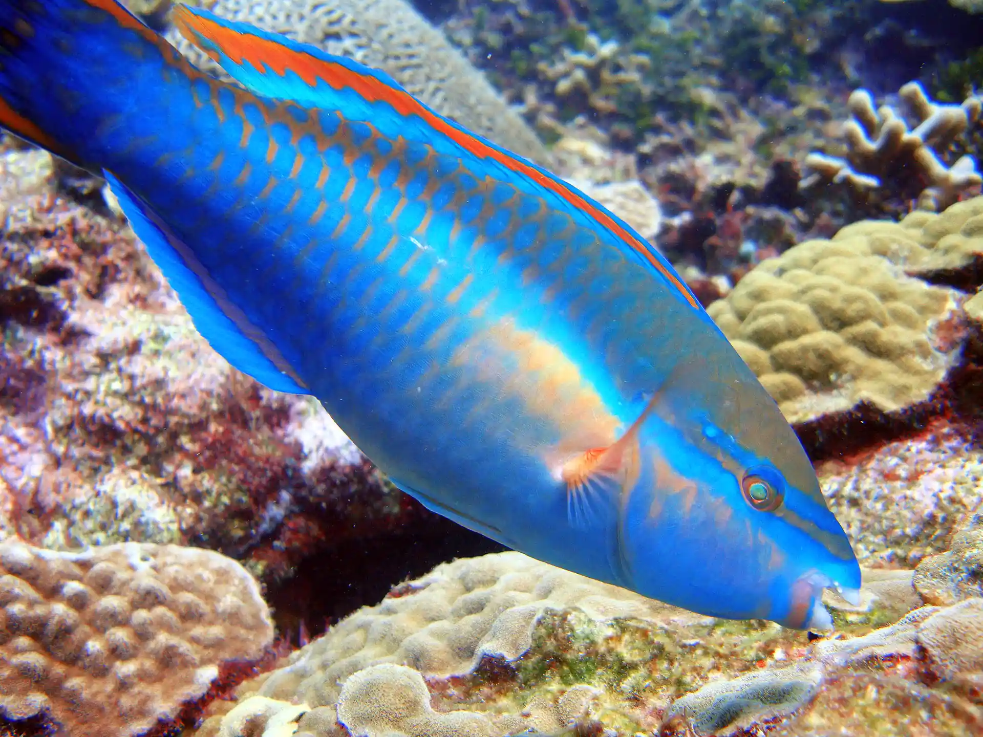 Parriot Fish.