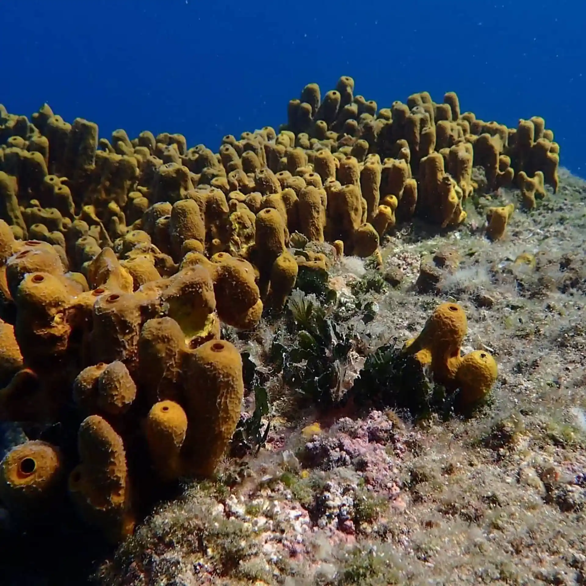 Dive site photo