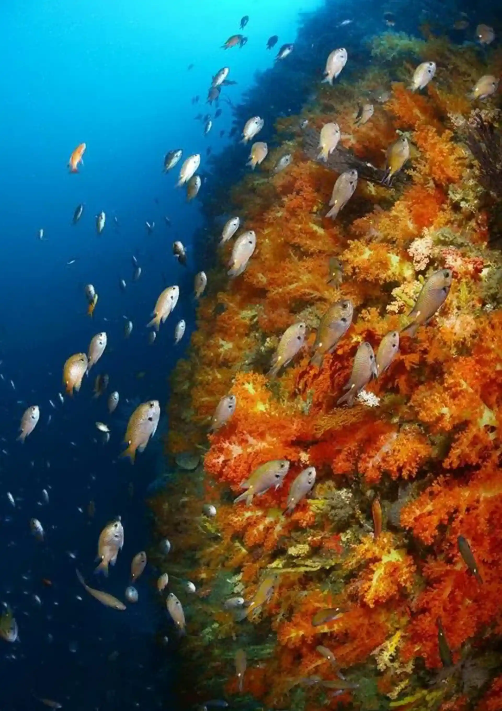 Dive shop photo