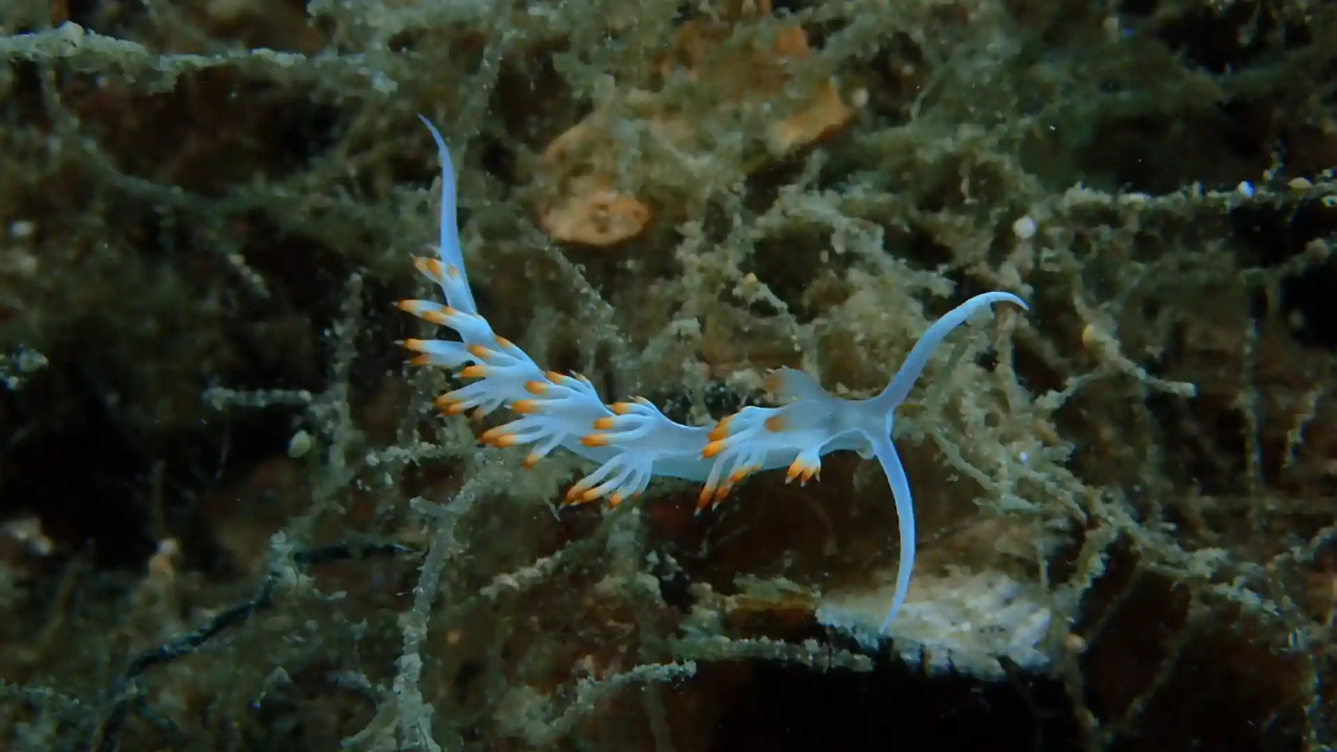 ダイビングサイトの写真