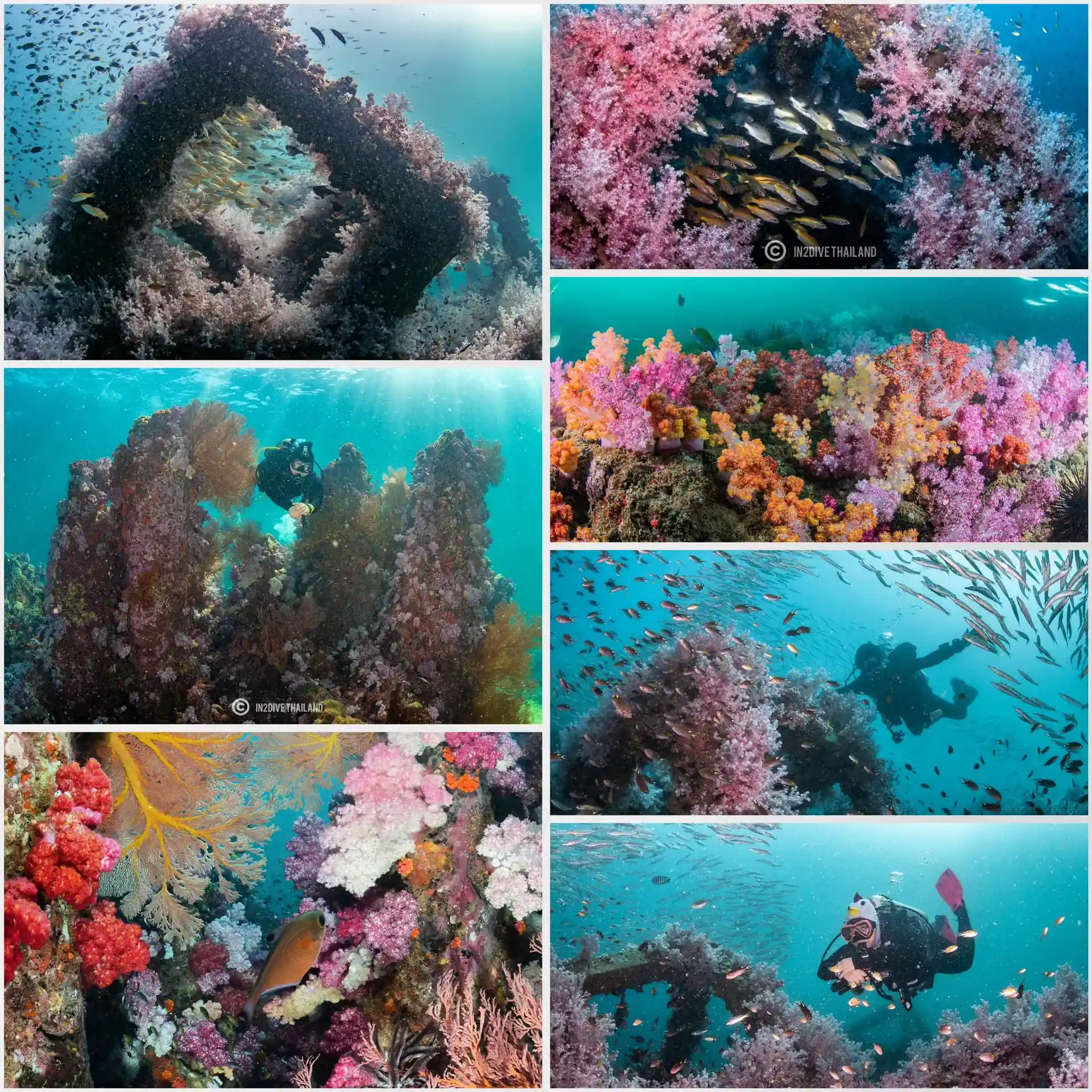 very beautiful soft corals