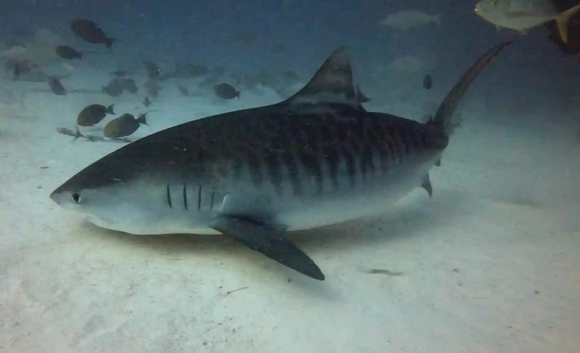 Foto del sitio de buceo