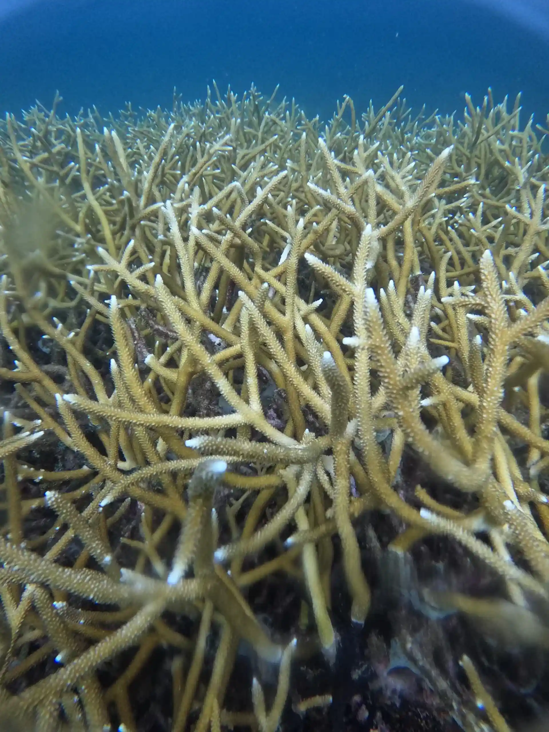 Dive site photo