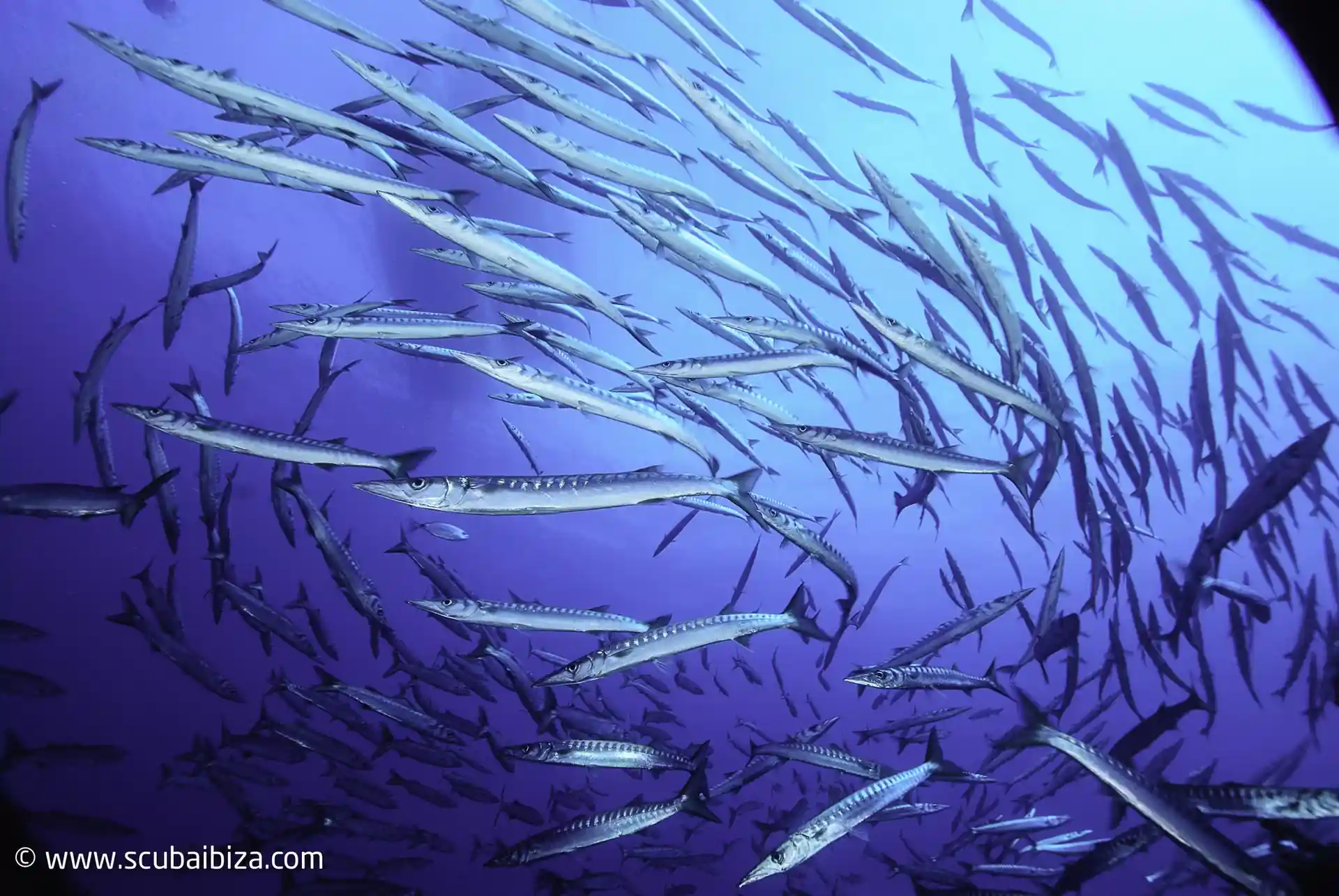 Photo du site de plongée