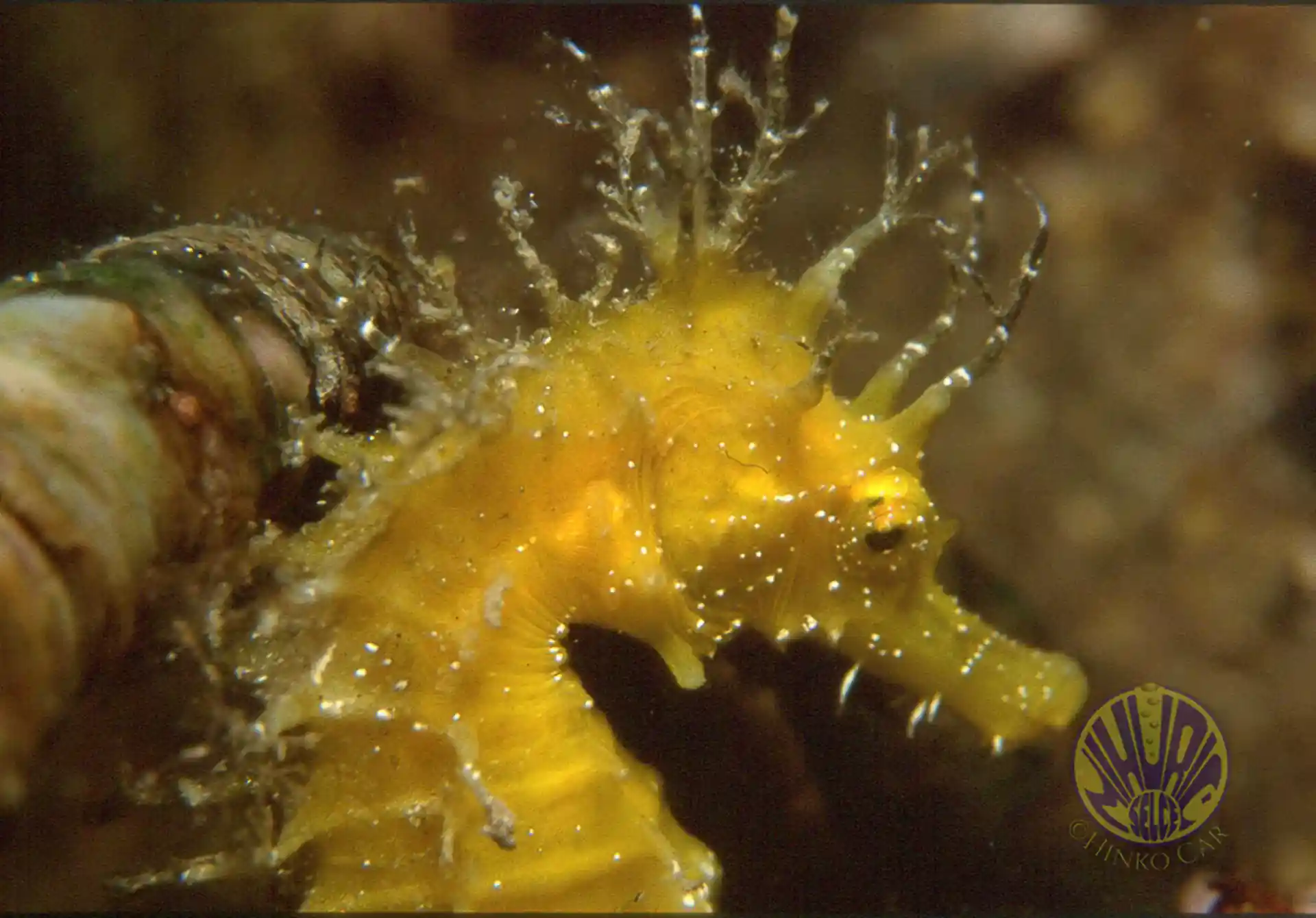 Dive site photo