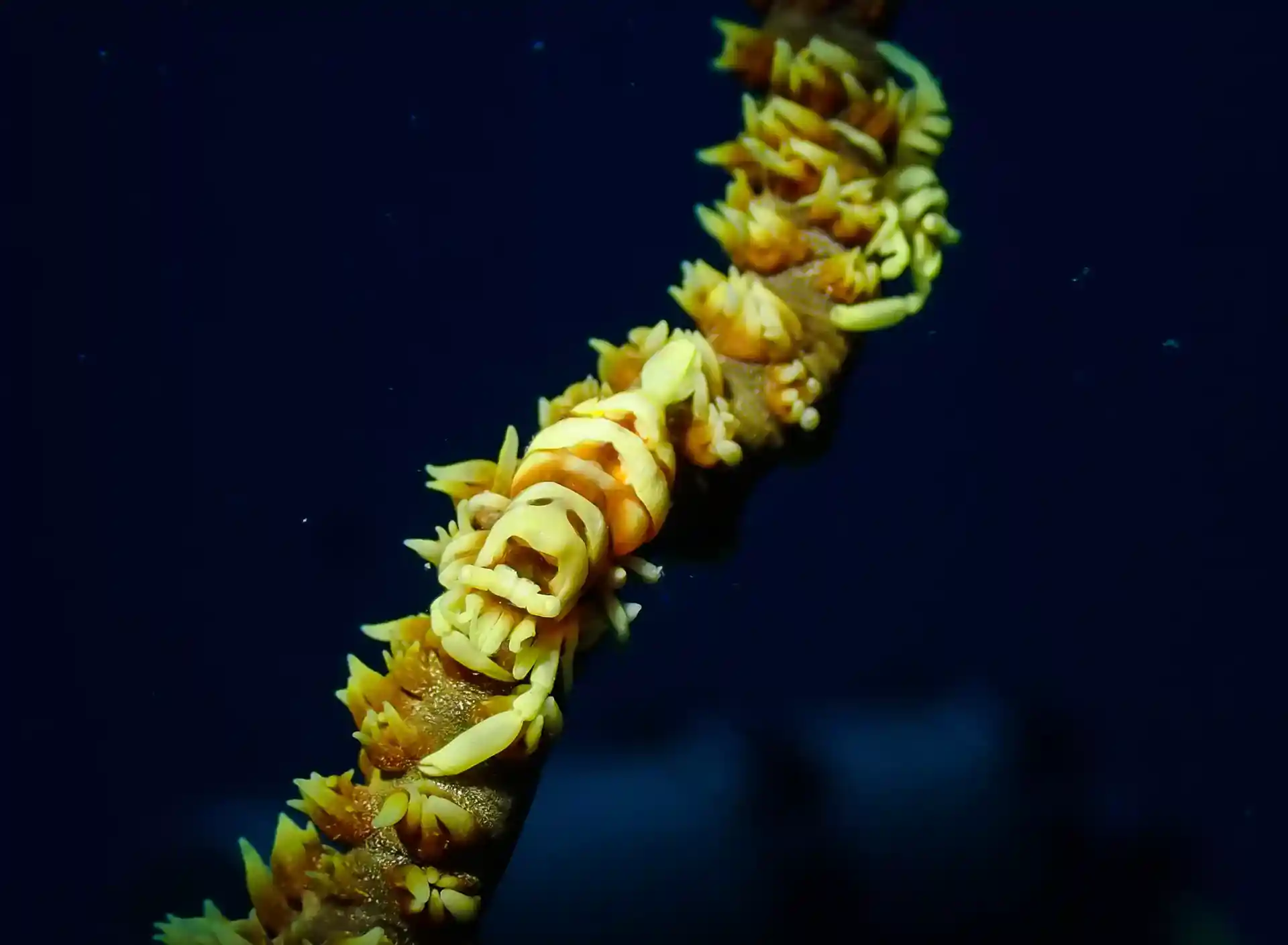 Dive site photo