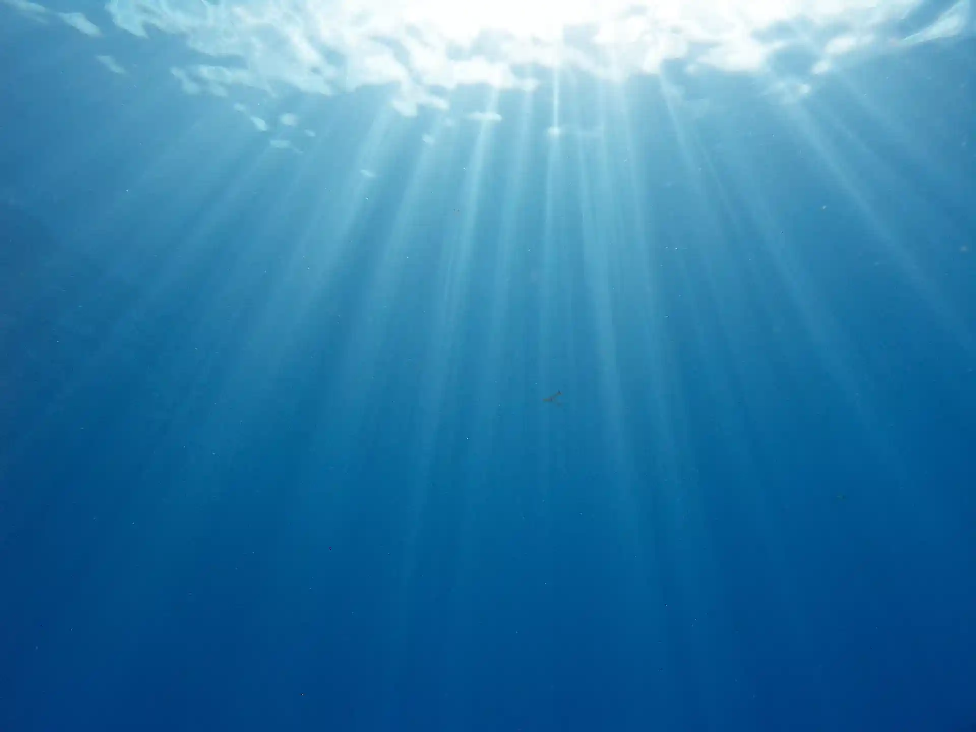 Foto de la actividad