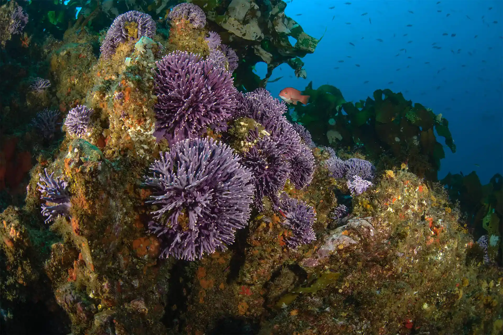 Dive site photo