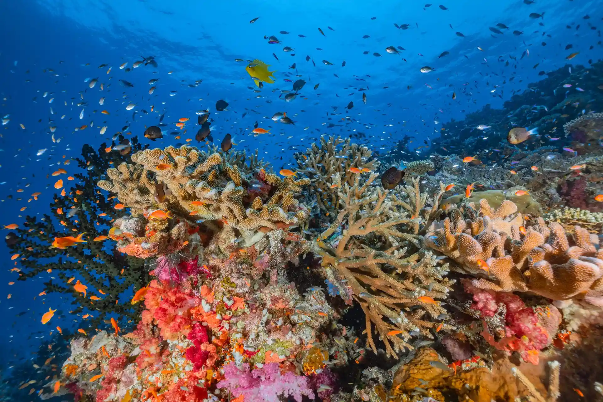 Dive site photo