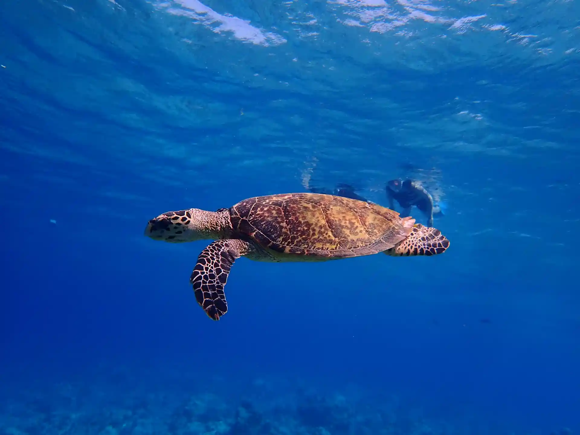 You might be very lucky to see a turtle coming back to the surface to take a breath