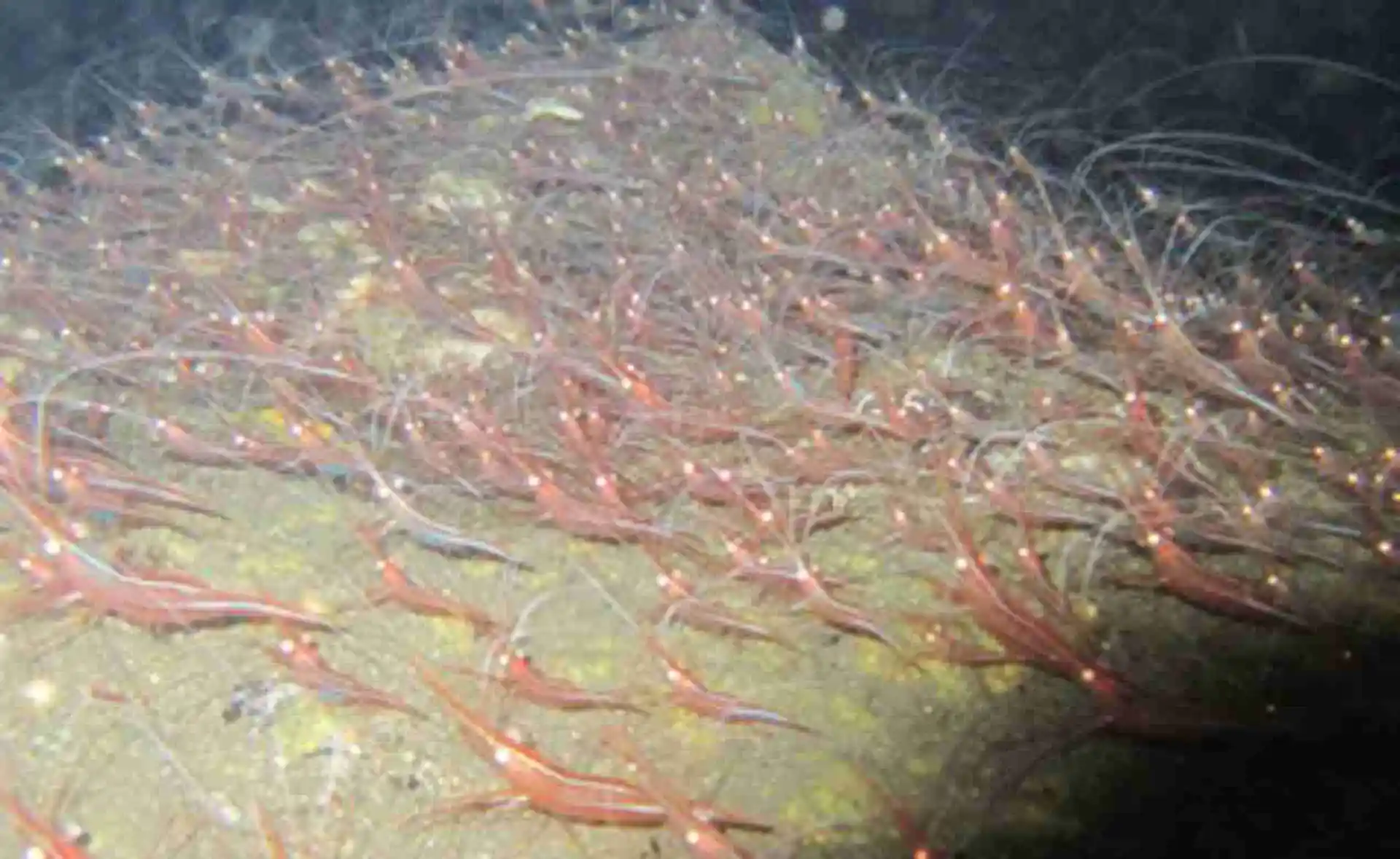 Dive site photo