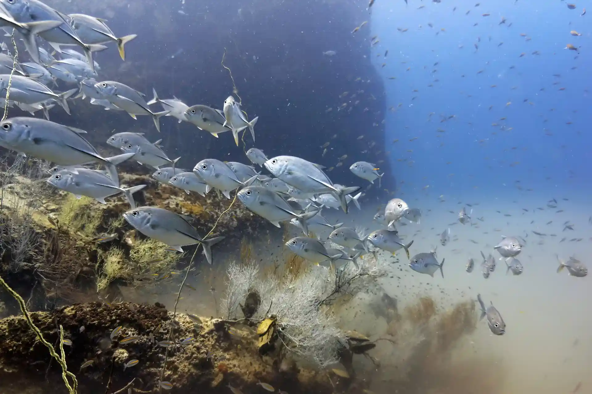 ダイビングサイトの写真