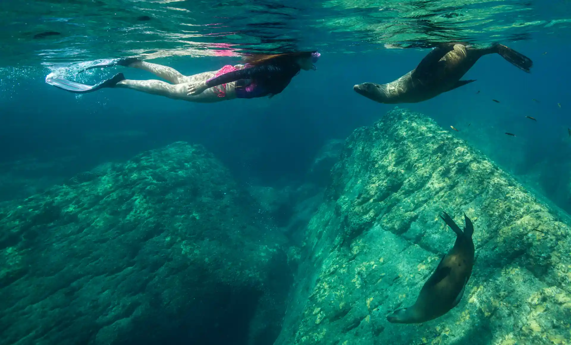 Friendly Sea Lions
