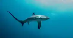 Dive center image