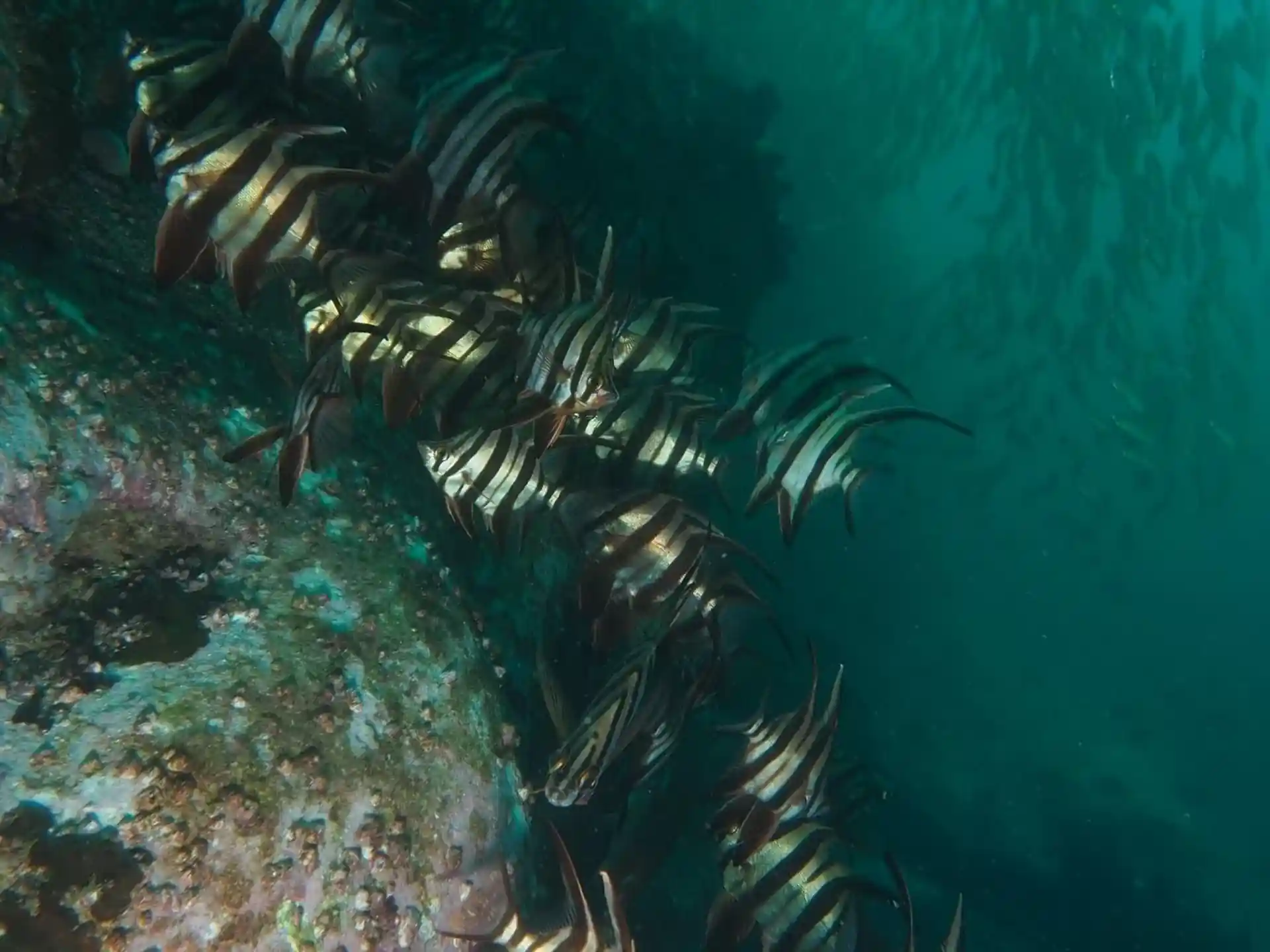 Dive site photo