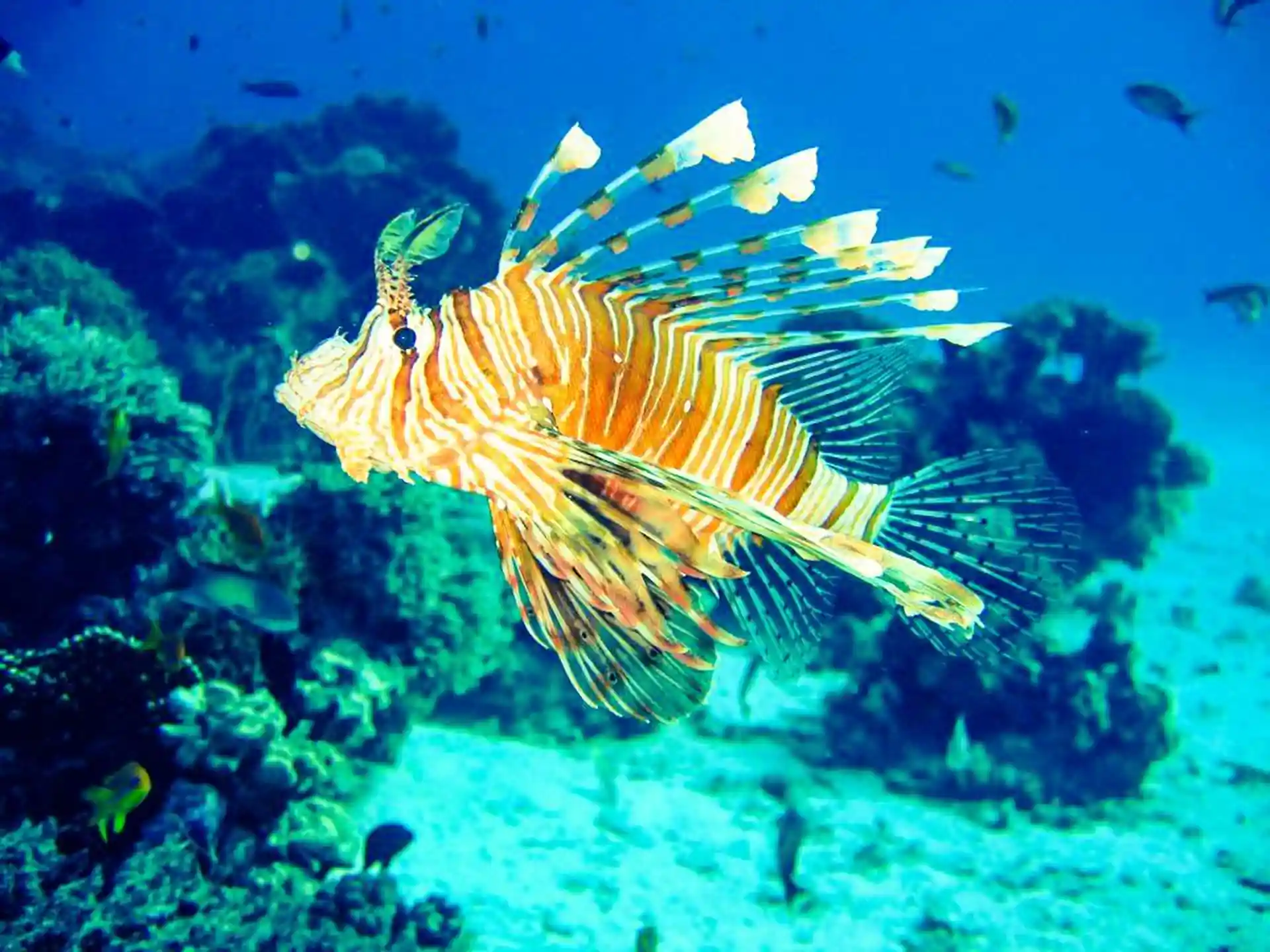 Dive shop photo
