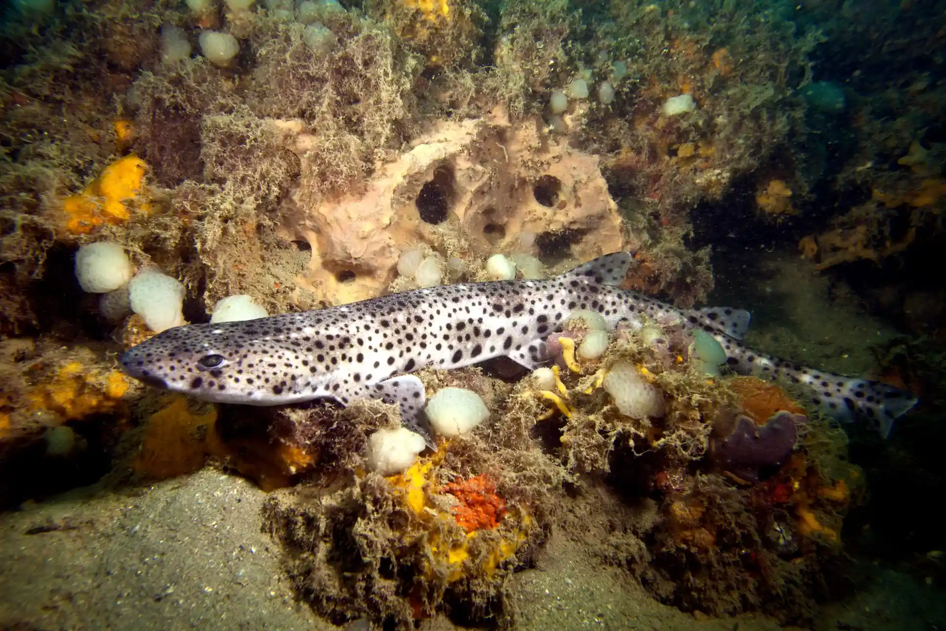 Dive site photo