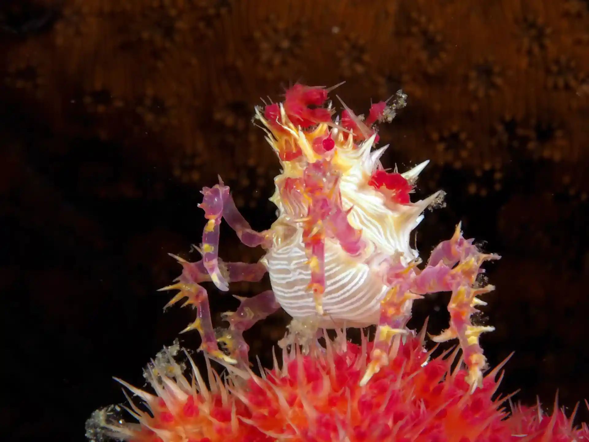 Dive site photo