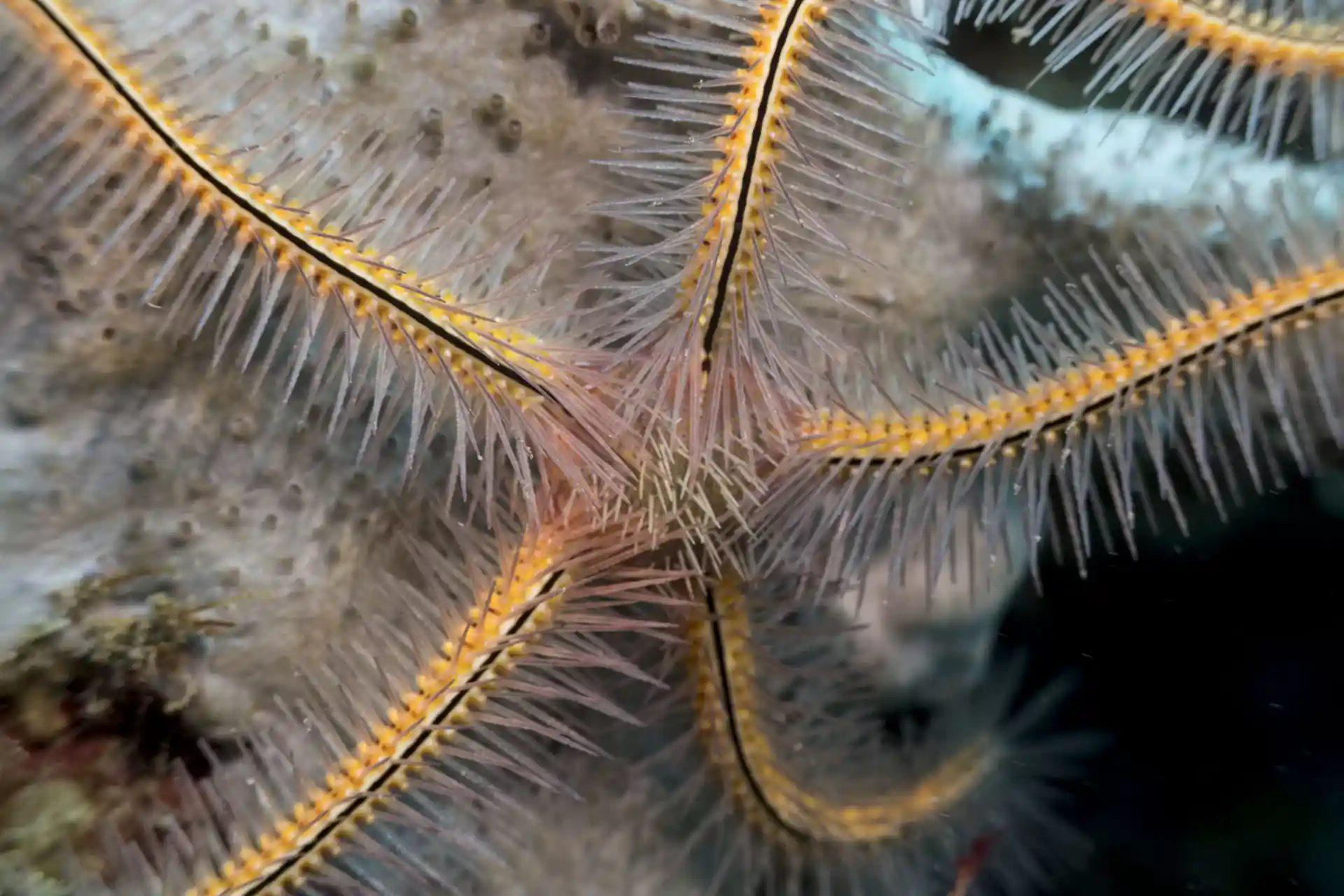 Sponge with a Beautiful star