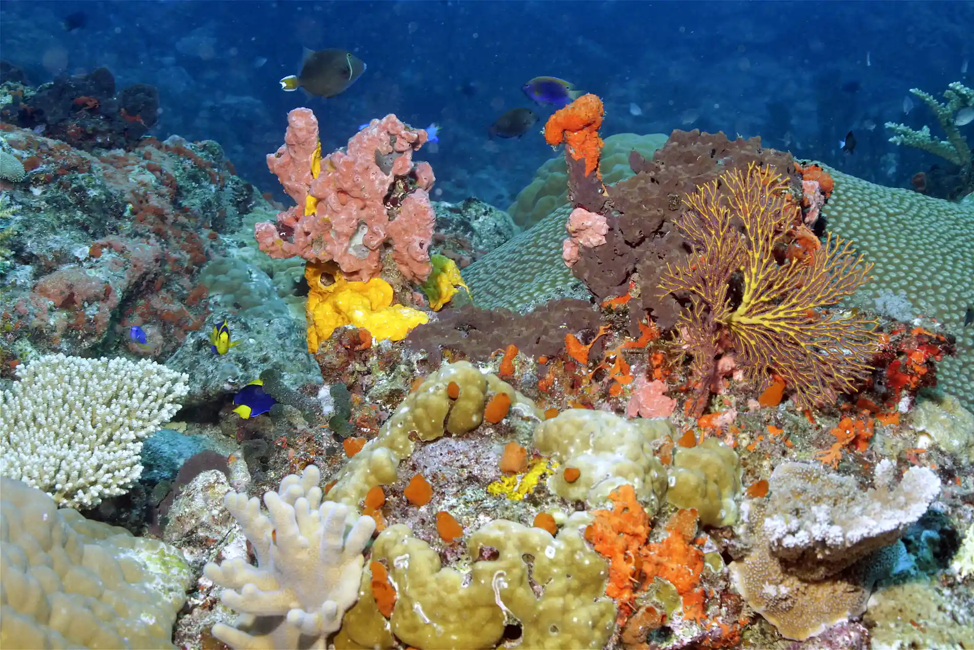Dive shop photo