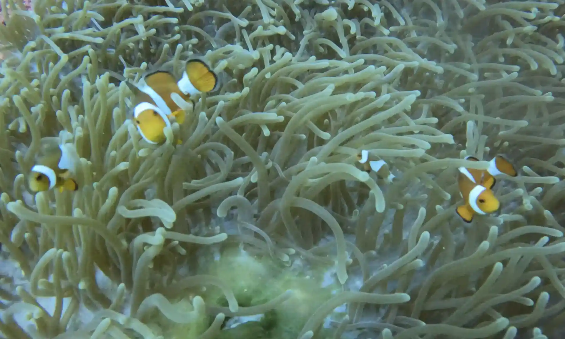 Dive site photo