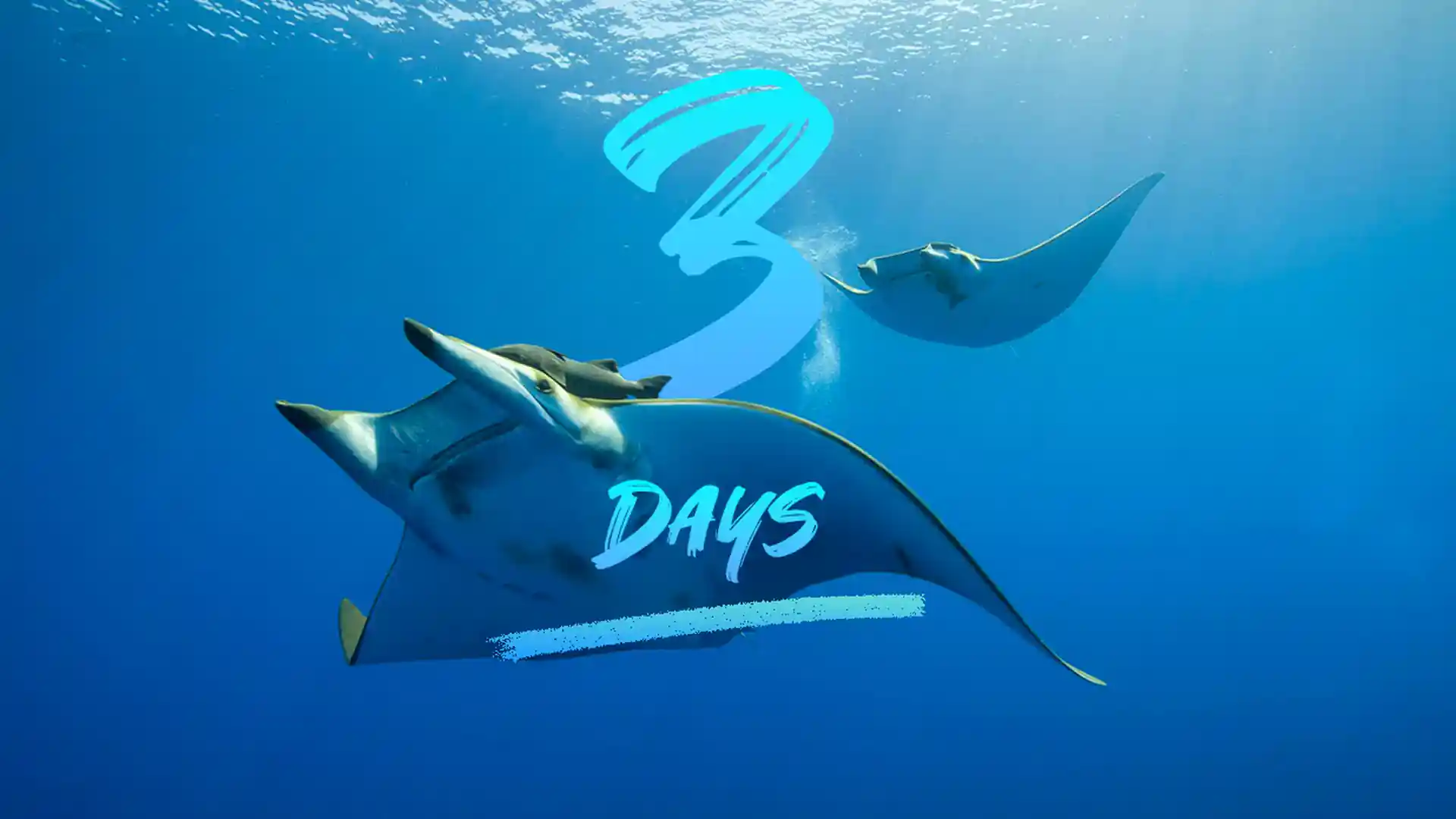 Photo de l'activité