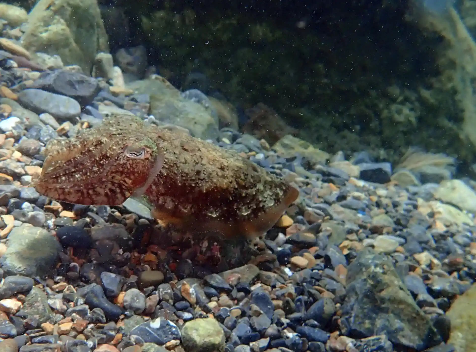 A cuttlefish. We see them often.