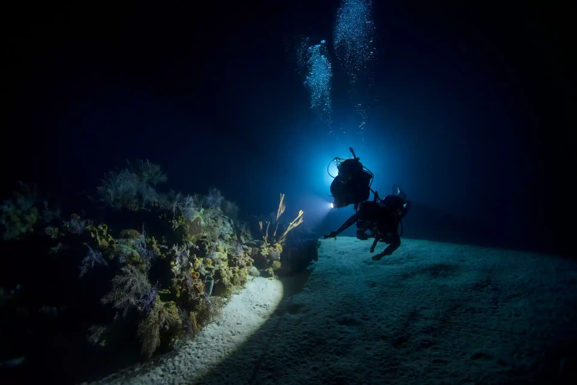 Incredible night dive adventure awaits.