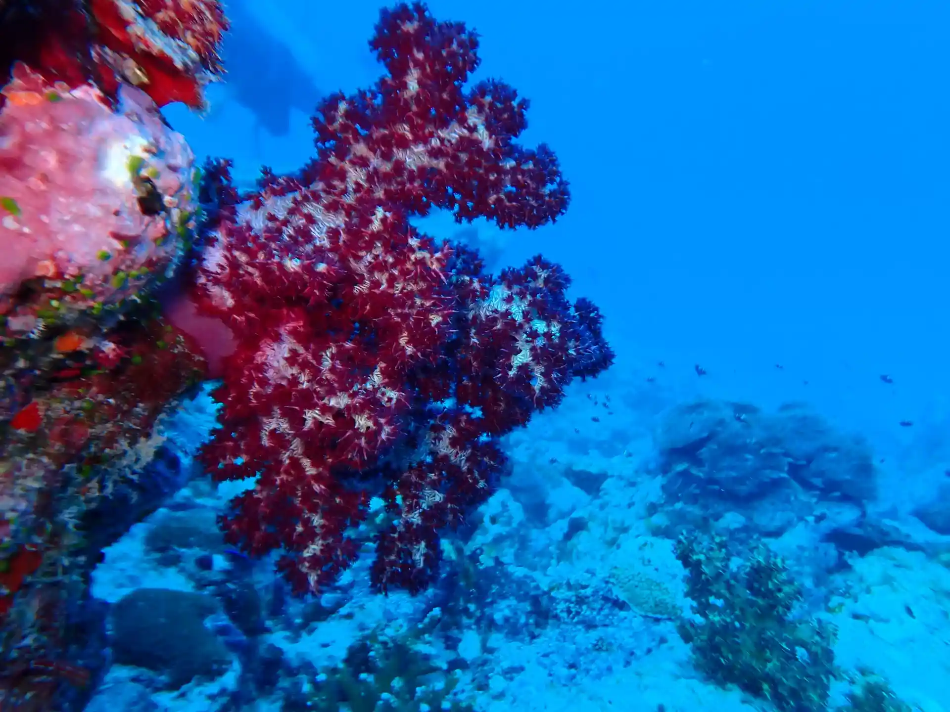 Dive shop photo