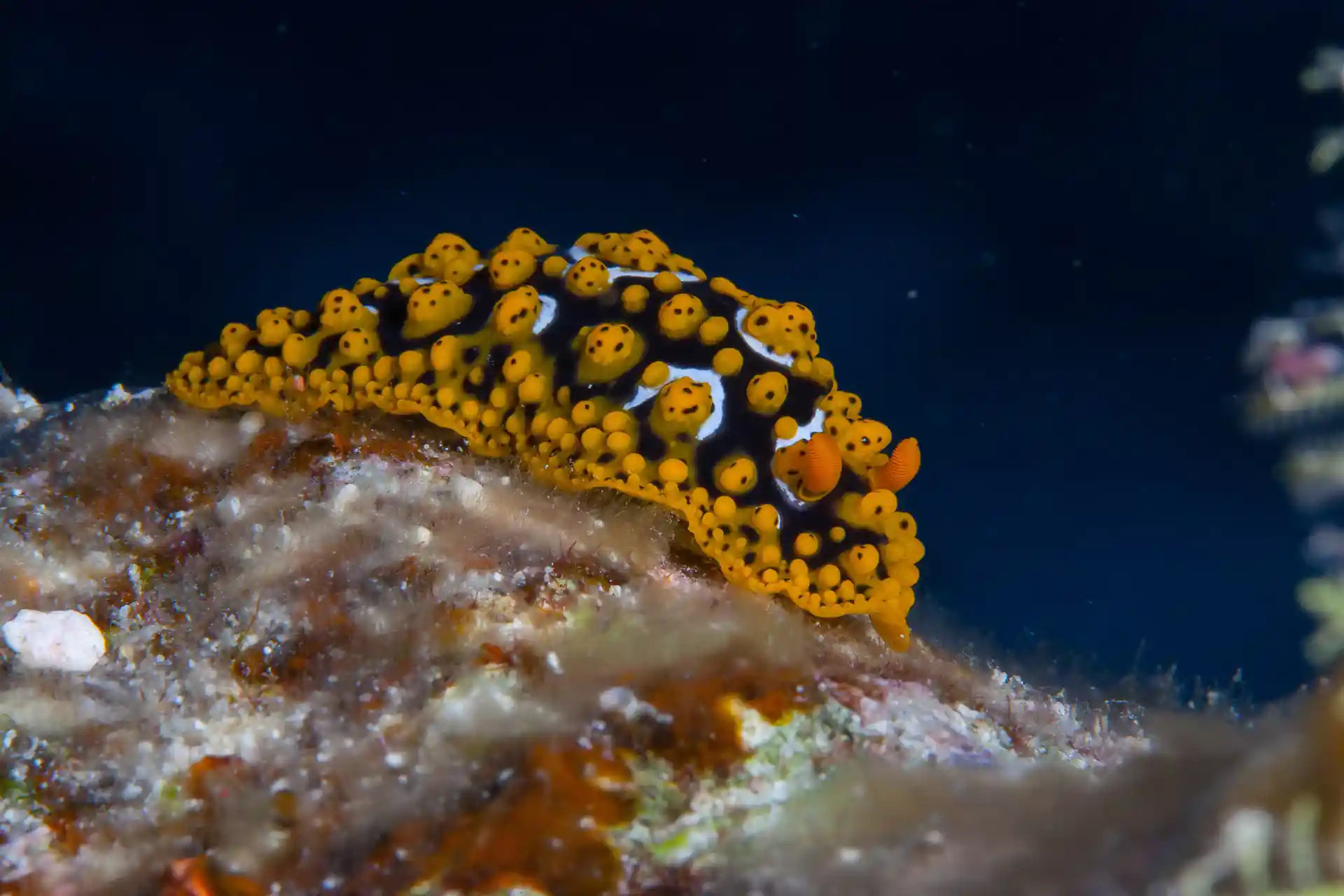 Dive shop photo