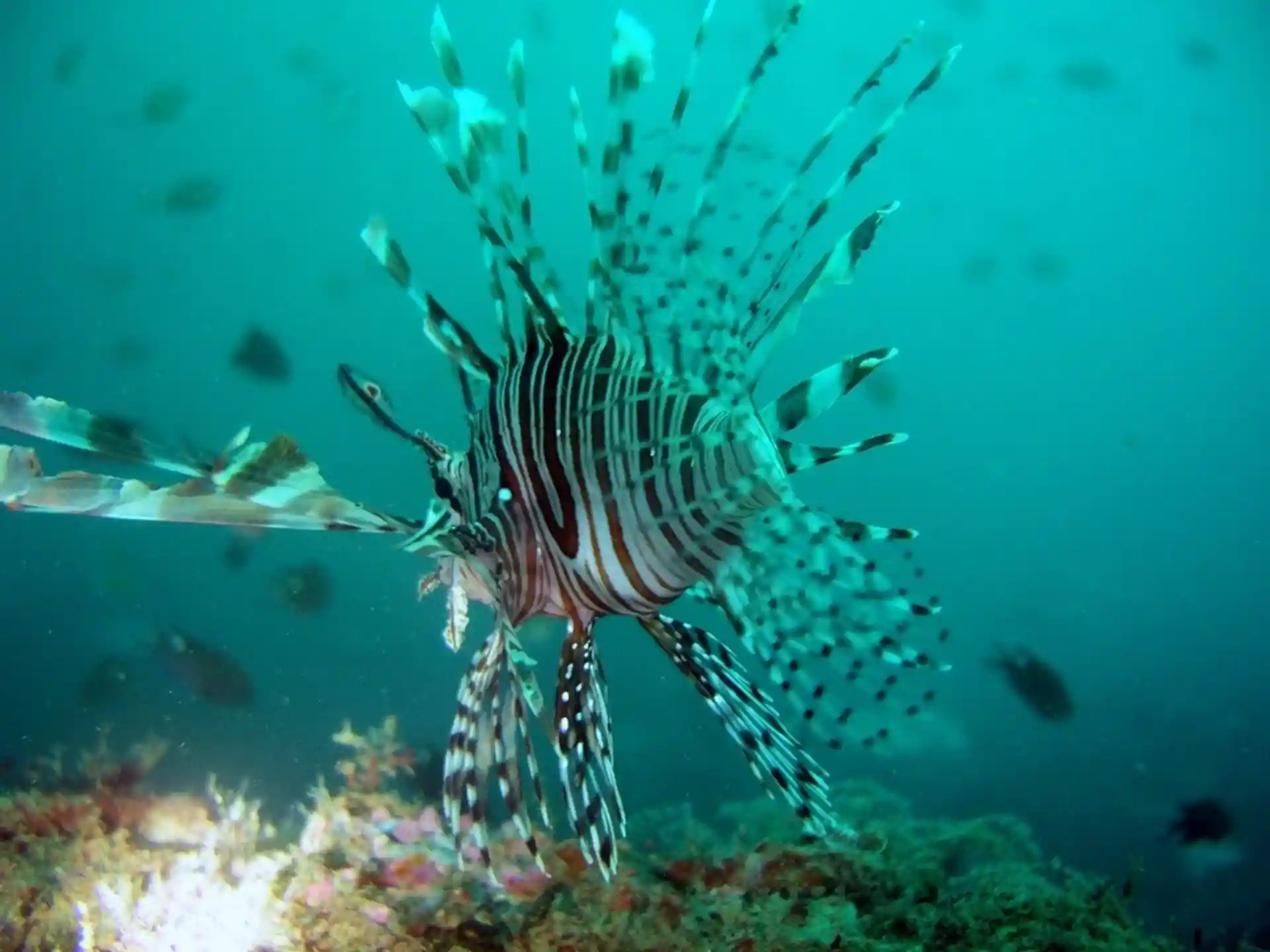 ダイビングサイトの写真