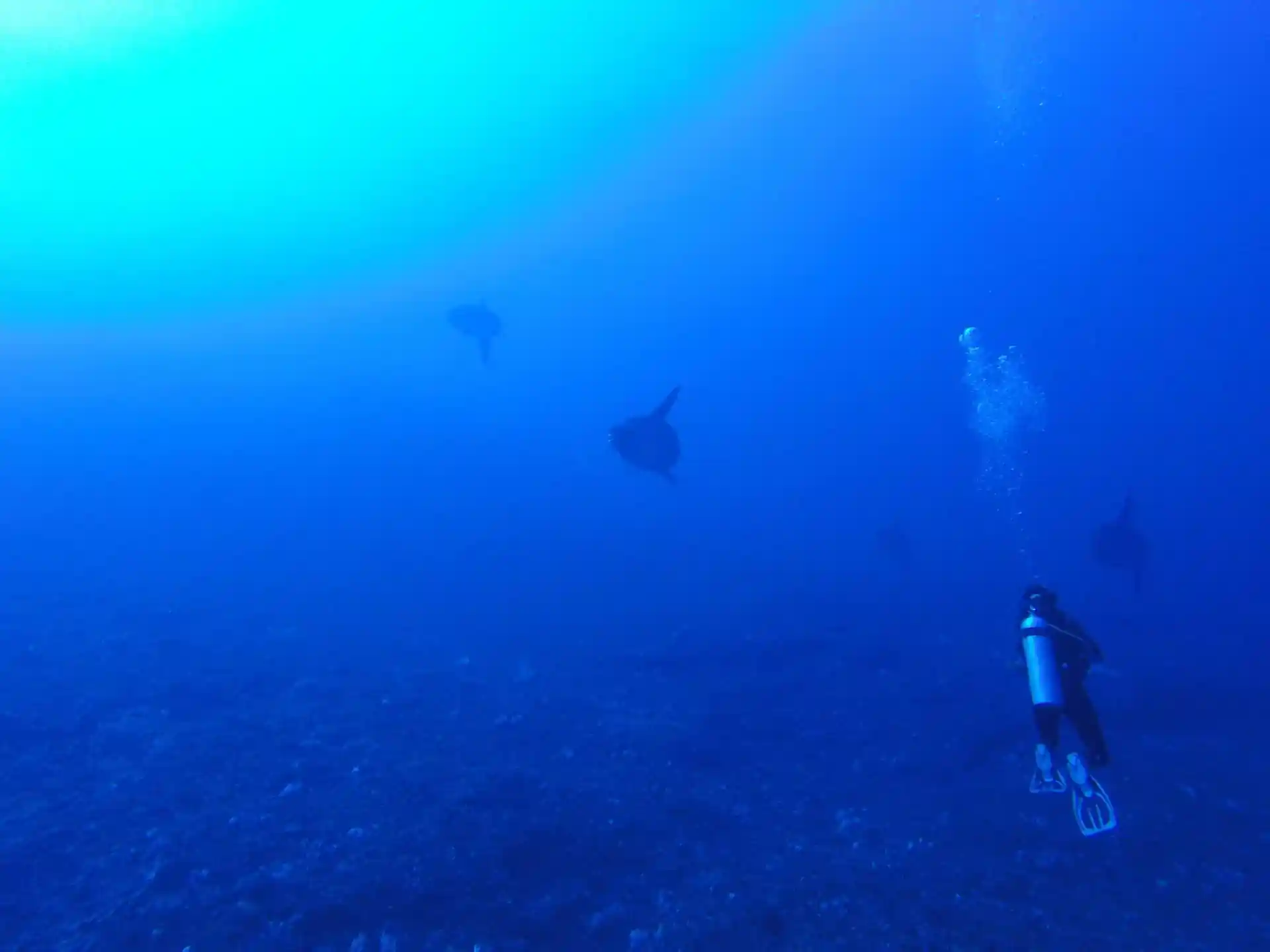 Foto van de duiklocatie