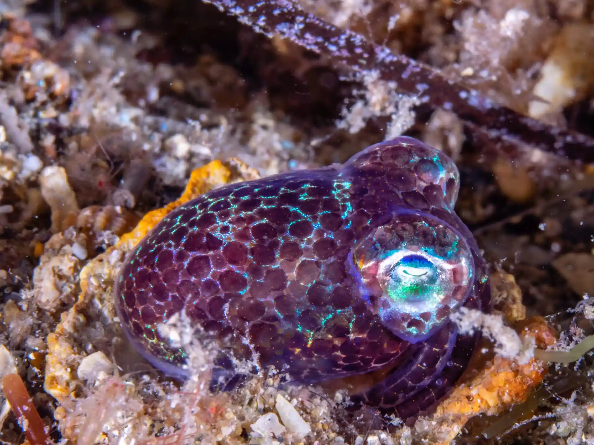 Dive site photo