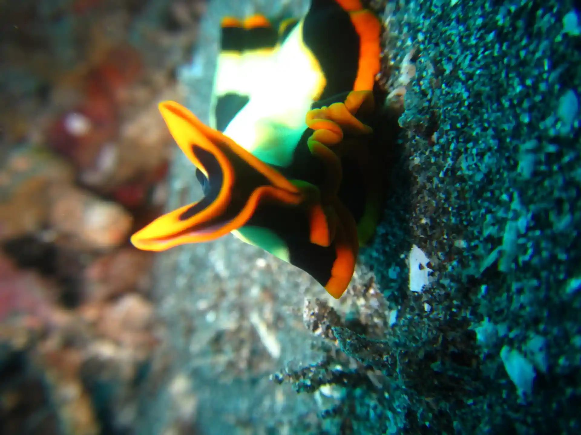 Nudibranch