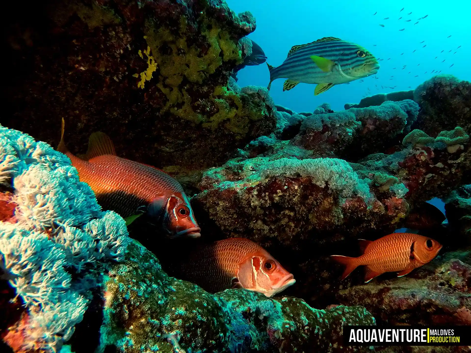 Dive site photo