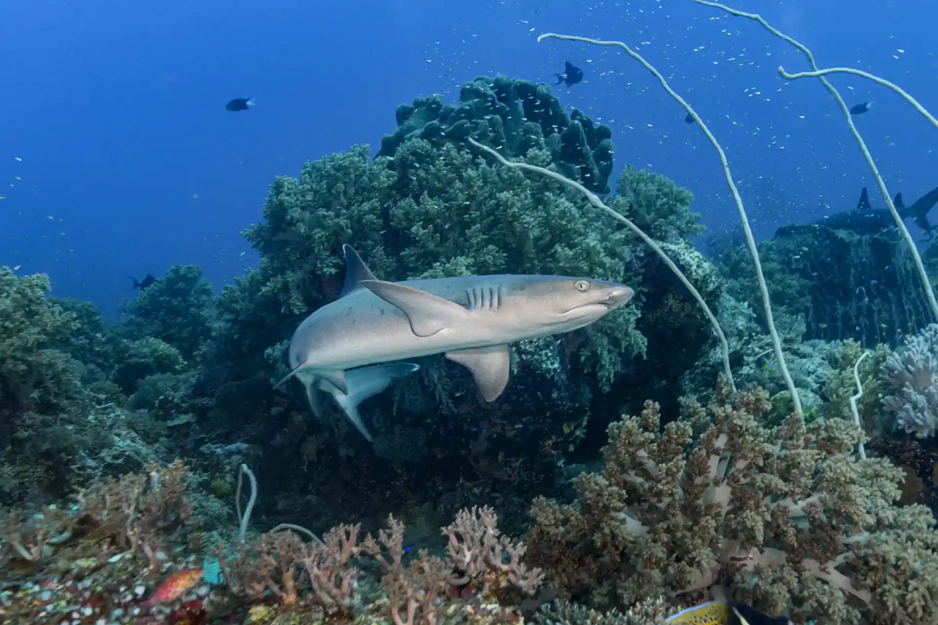 Dive shop photo