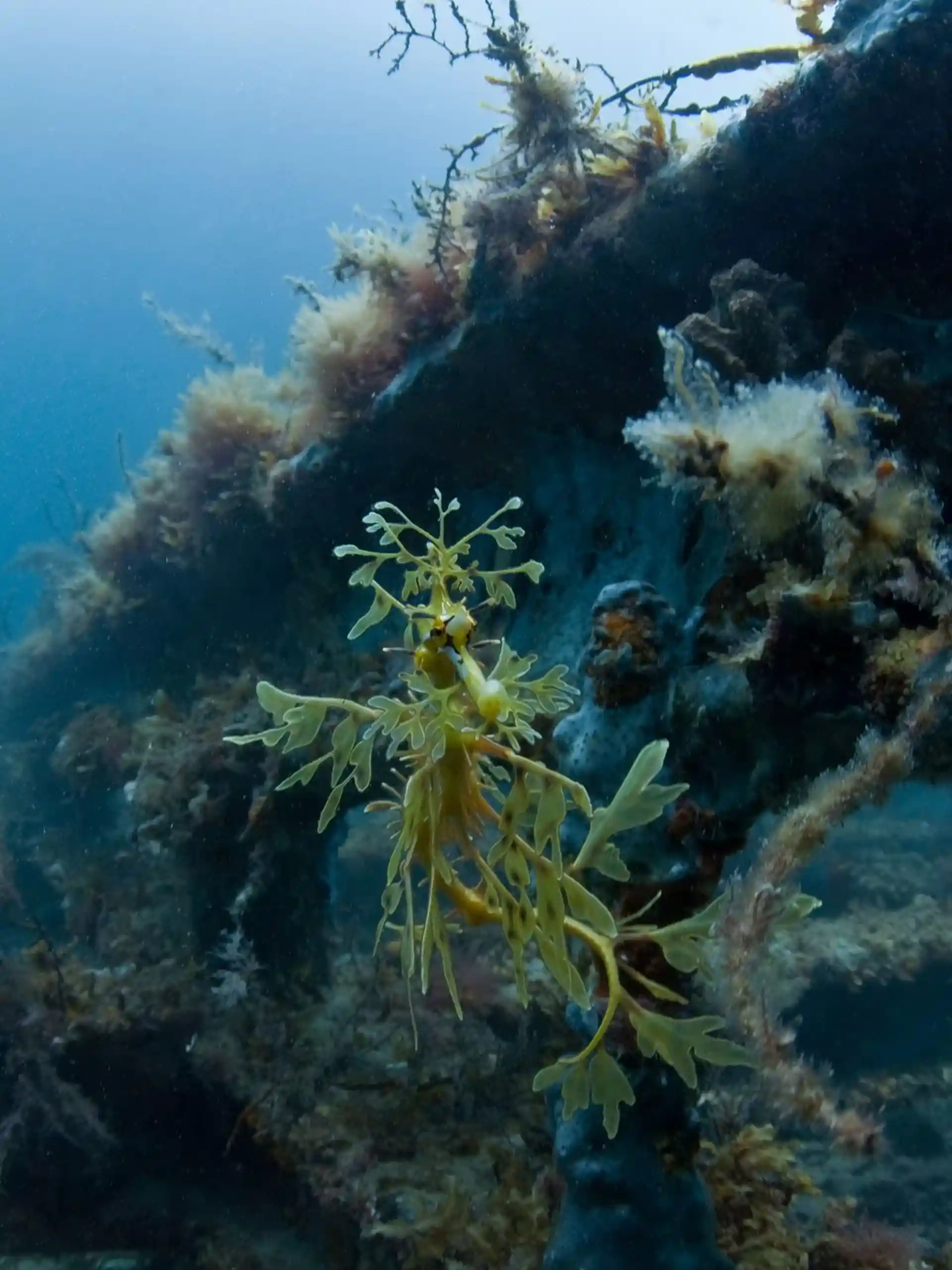 Dive site photo