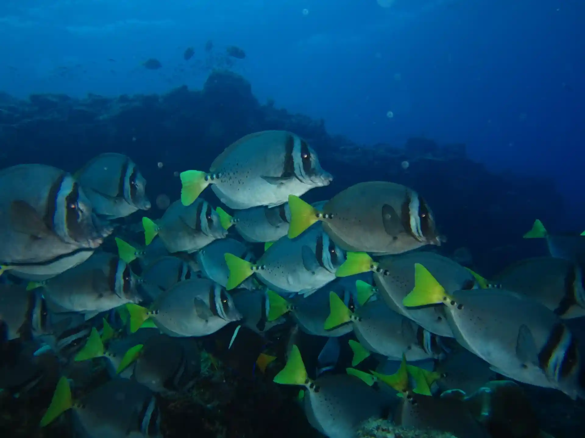 ダイビングサイトの写真