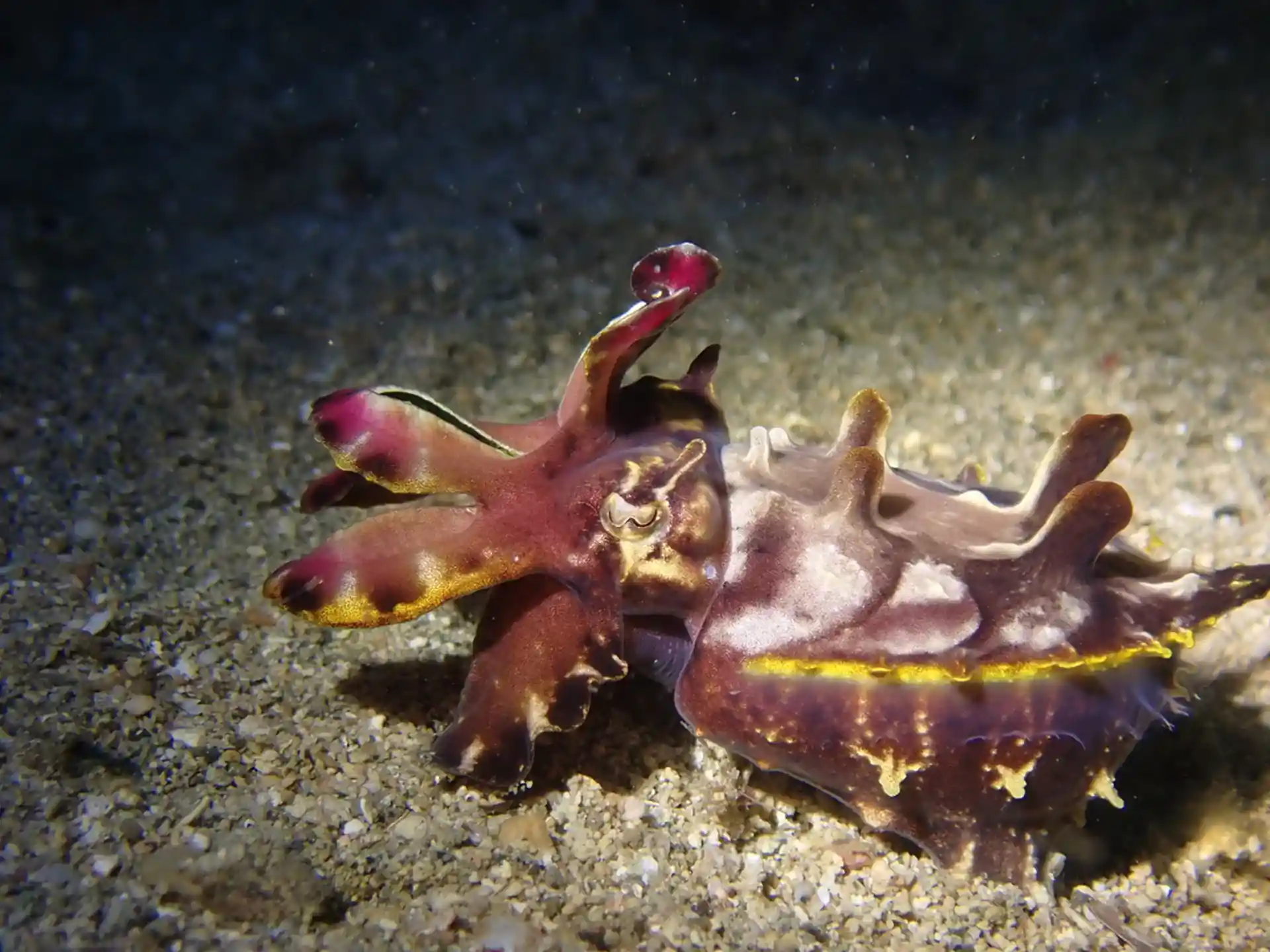 Photo du site de plongée