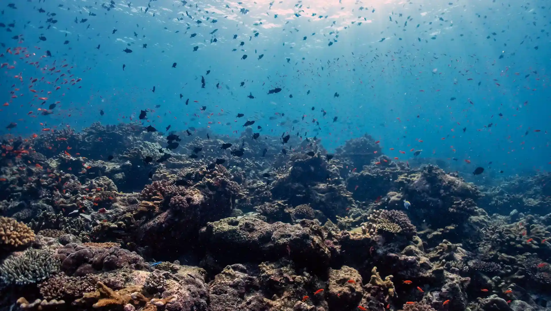Dive site photo