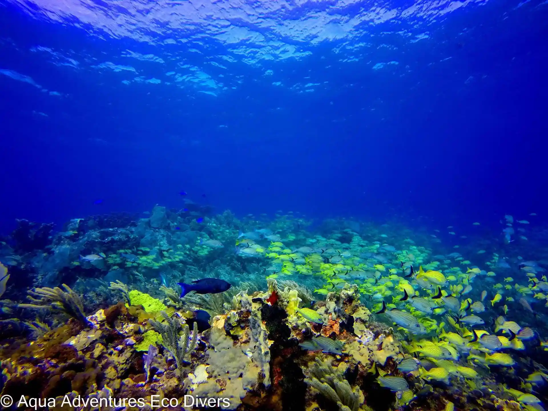 Foto de la tienda de buceo