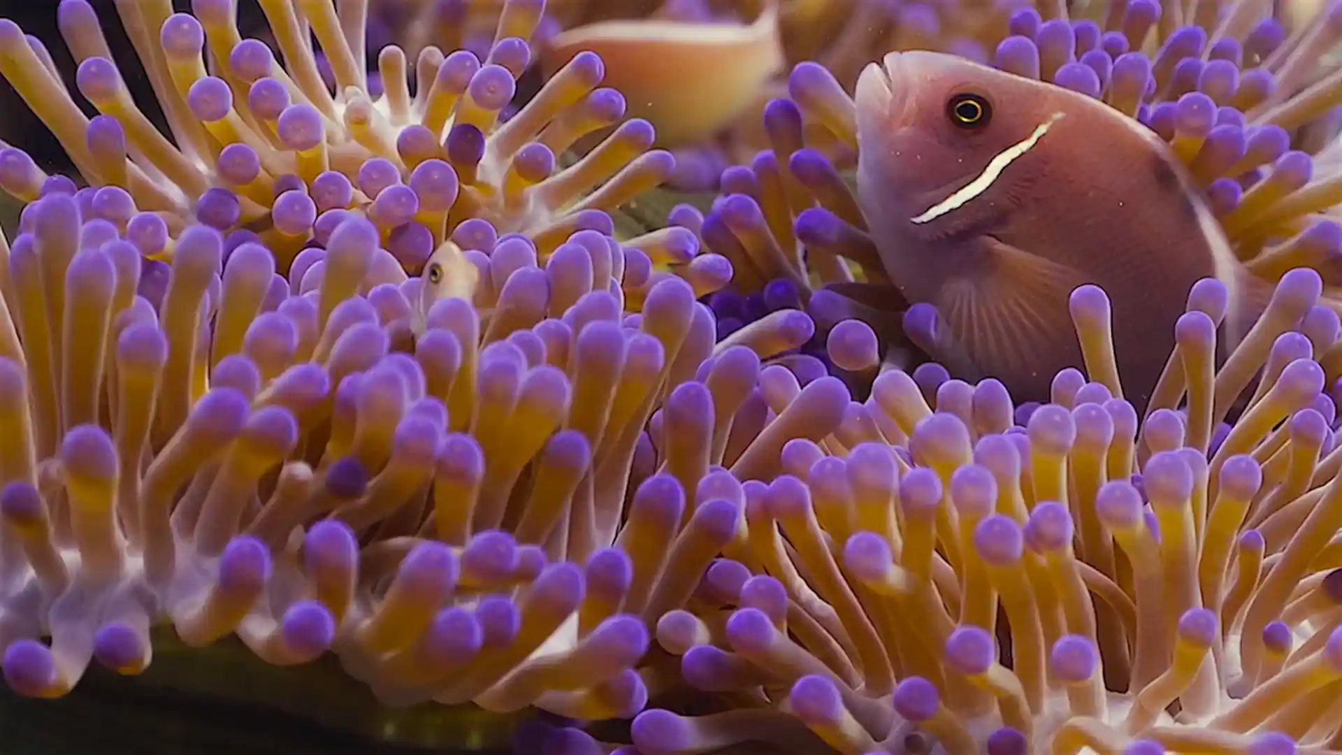 Dive site photo