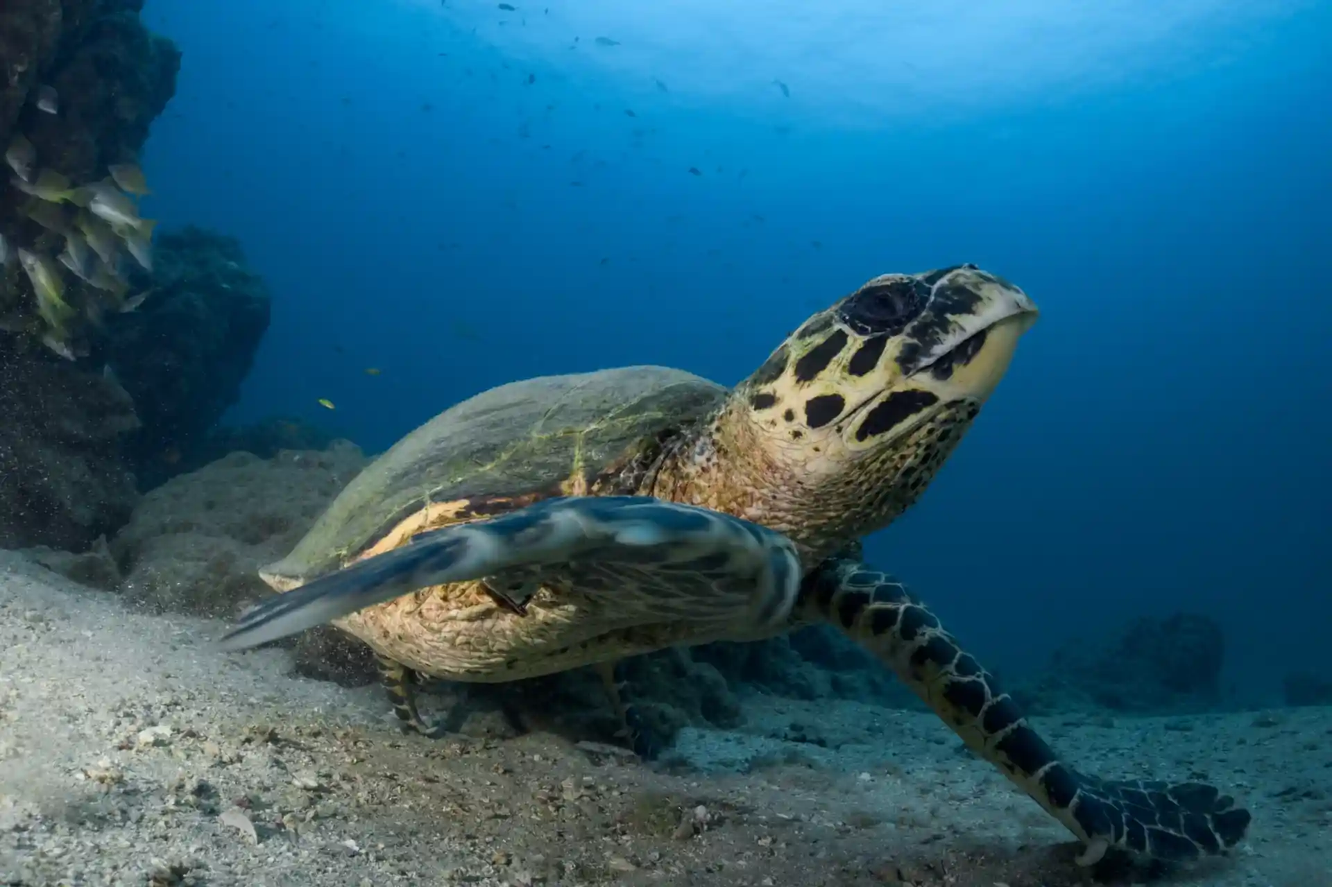 Dive site photo