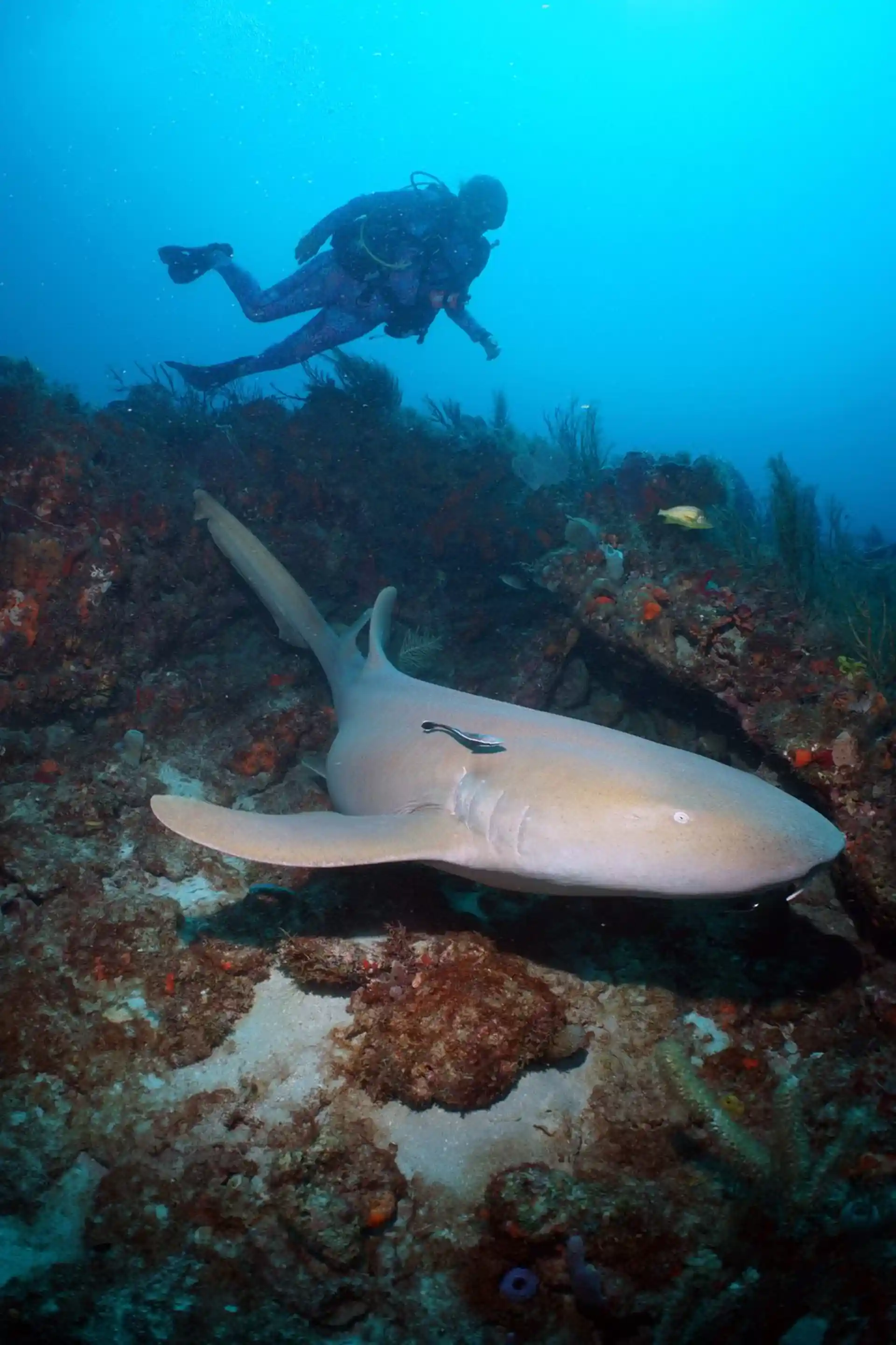 Foto del sitio de buceo