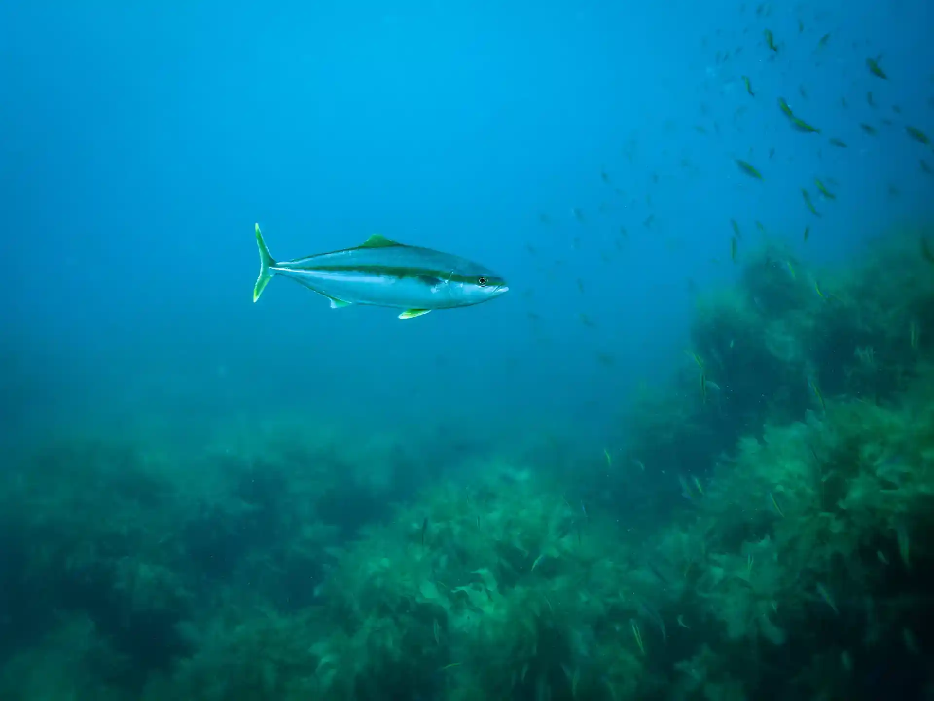 Dive site photo