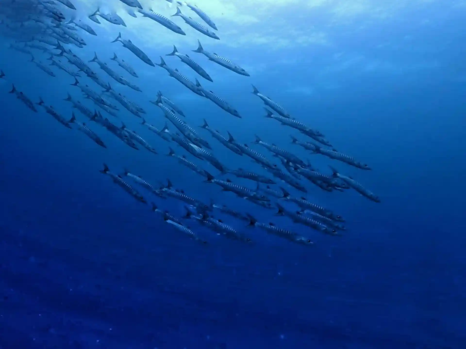 Dive site photo