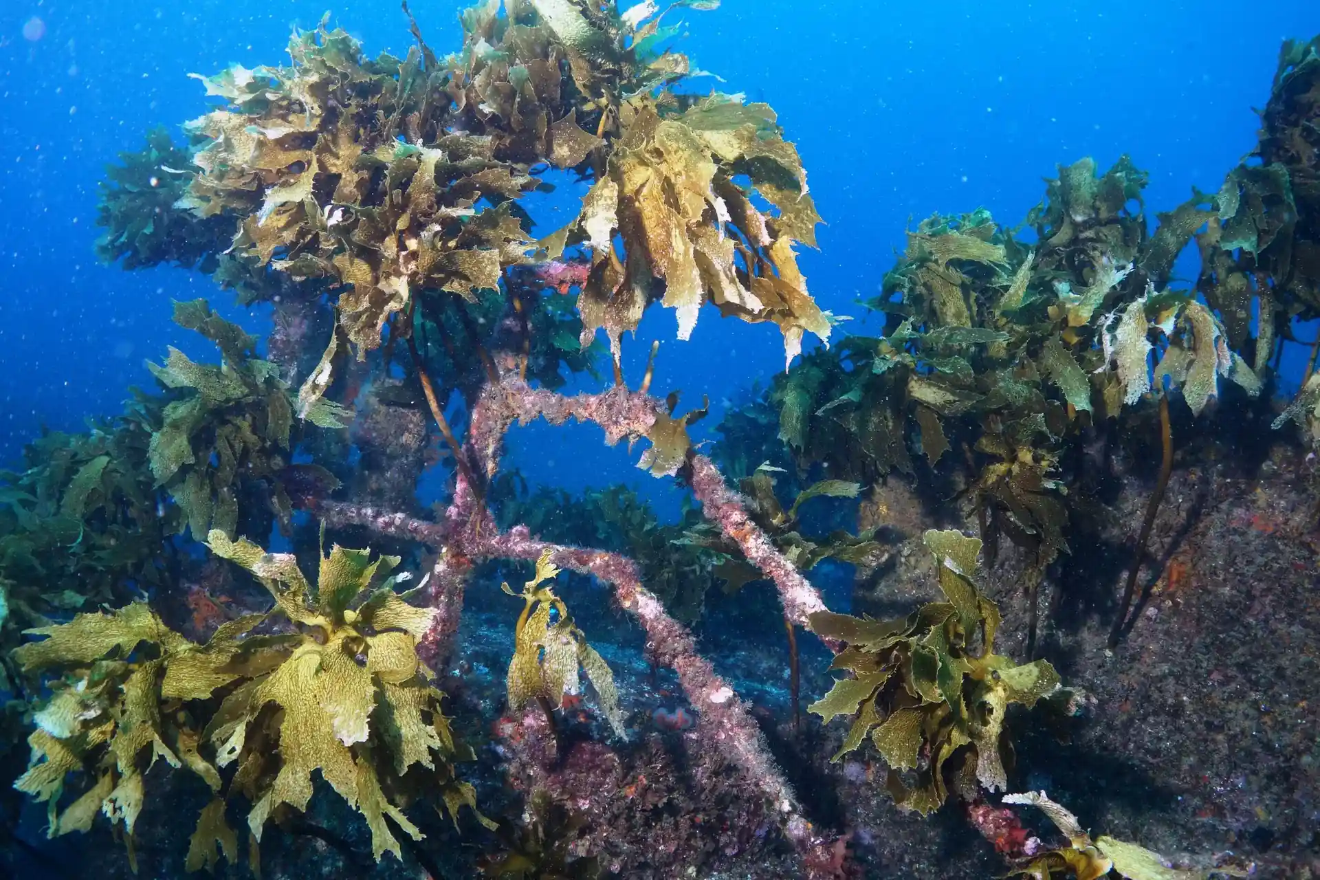 Dive site photo