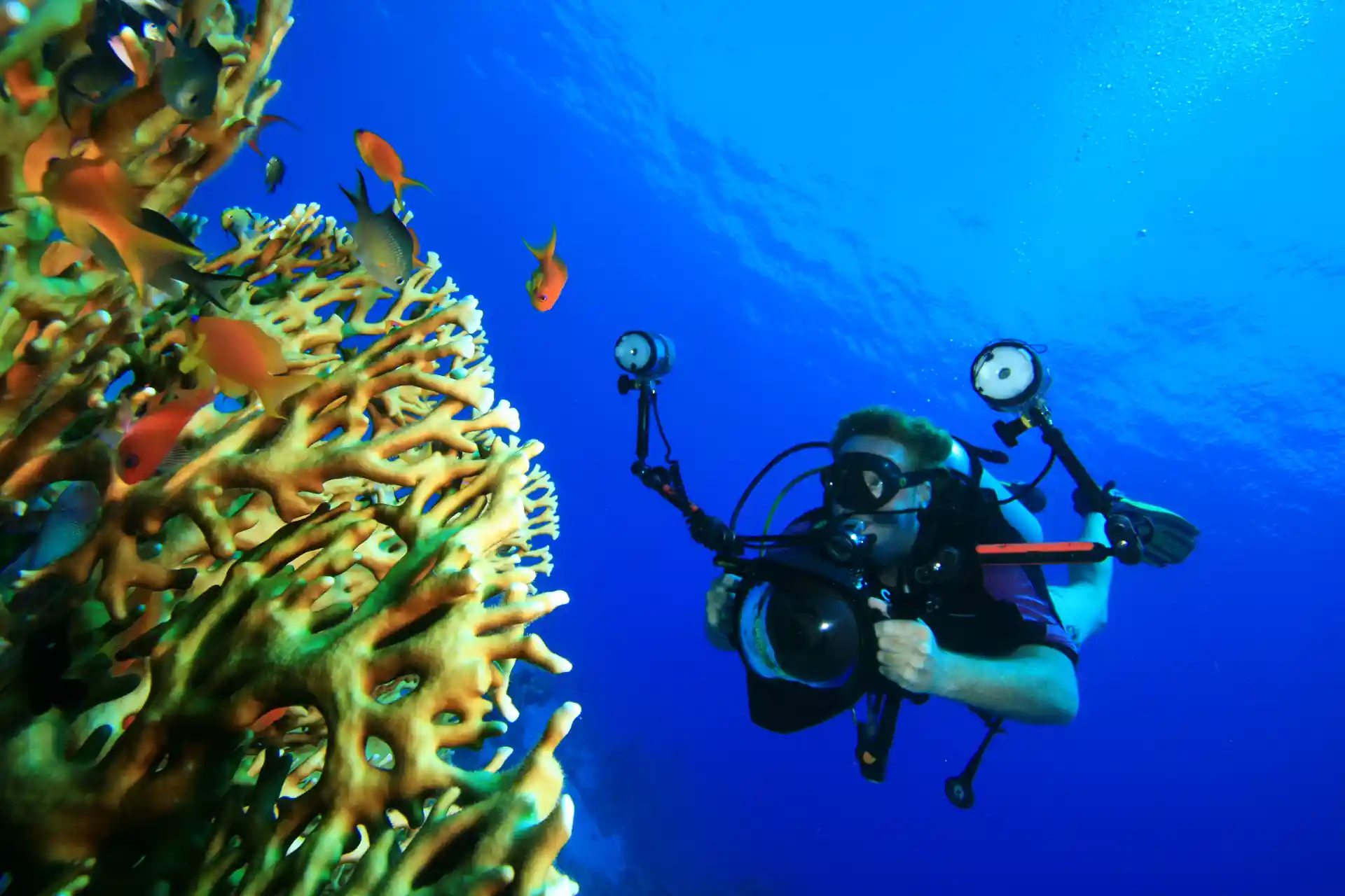 Become an underwater photographer.