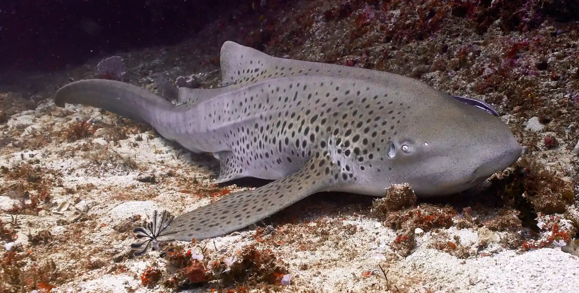Dive site photo