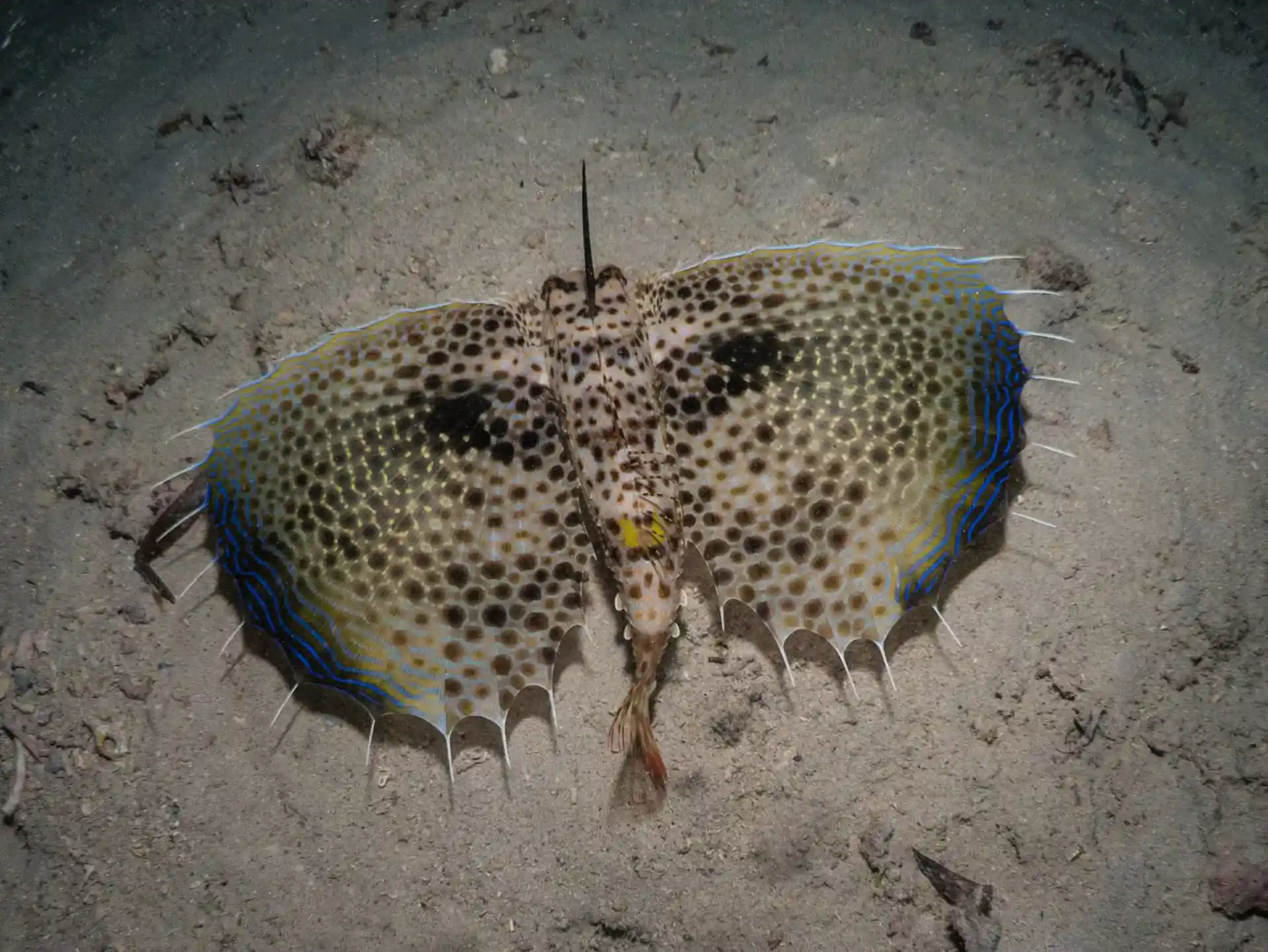 ダイビングサイトの写真